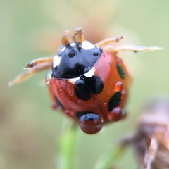 Coccinella septempunctata