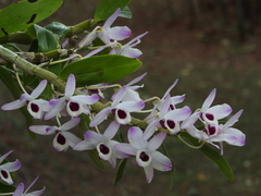Dendrobium nobile