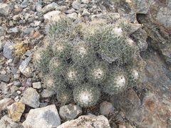 Coryphantha durangensis