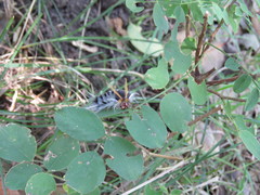 Halysidota ruscheweyhi