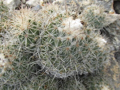 Coryphantha durangensis