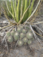 Coryphantha durangensis