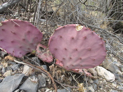 Opuntia azurea diplopurpurea