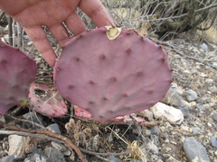 Opuntia azurea diplopurpurea