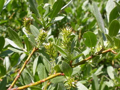 Salix wolfii