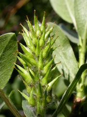 Salix wolfii