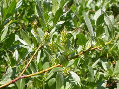 Salix wolfii