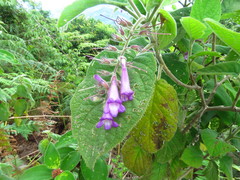 Uroskinnera hirtiflora