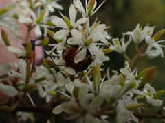 Phyllotocus rufipennis