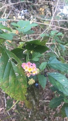 Lantana camara image