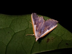Pylartes subcostalis