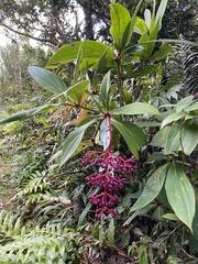 Medinilla formosana