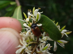 Phyllotocus rufipennis