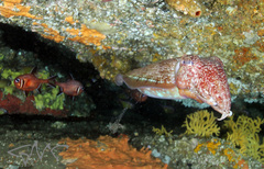 Trachichthys australis