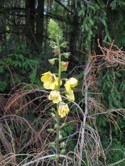 Verbascum spectabile