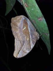 Eryphanis lycomedon