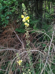 Verbascum spectabile