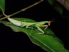 Camelomantis
