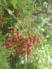 Chenopodium baccatum