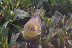 Leiothlypis celata lutescens