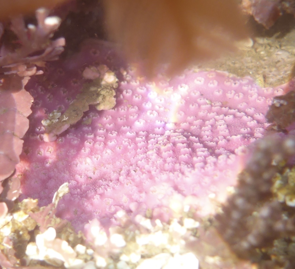 corrugated lace hydrocoral