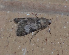 Melipotis agrotoides