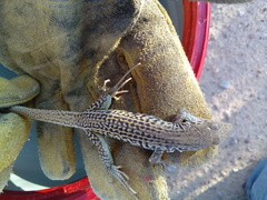 Aspidoscelis marmoratus