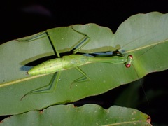 Camelomantis