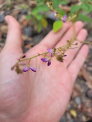 Desmodium rhytidophyllum