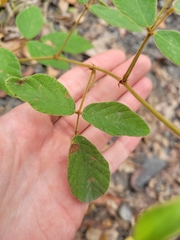 Desmodium rhytidophyllum