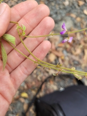 Desmodium rhytidophyllum