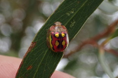 Noble Eucalyptus Leaf Beetle
