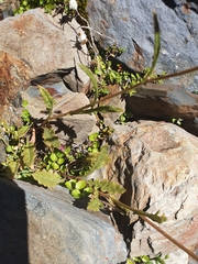 Senecio wairauensis