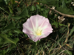 Calystegia macrostegia macrostegia