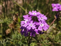 Glandularia aristigera