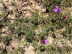 Glandularia aristigera