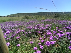 Glandularia aristigera