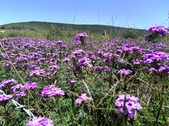 Glandularia aristigera