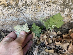 Pentagramma rebmanii