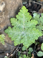 Pentagramma rebmanii