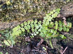 Asplenium vespertinum