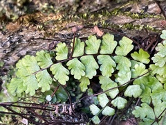 Asplenium vespertinum