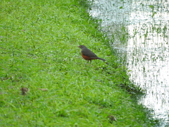 Turdus rufiventris