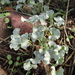 Silver Ponysfoot - Photo (c) gabinus2003, some rights reserved (CC BY-NC), uploaded by gabinus2003