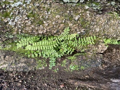 Asplenium vespertinum