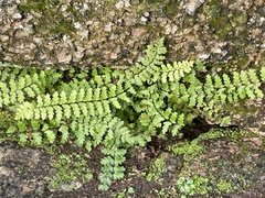 Asplenium vespertinum