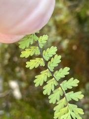 Asplenium vespertinum
