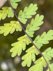 Asplenium vespertinum