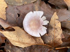 Inocybe pallidicremea