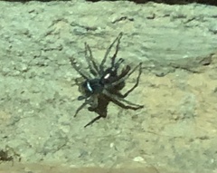 Maeota dichrura